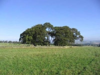 Trees in a field © Walter Baxter :: Geograph Britain and Ireland Trees in a field &copy; Walter Baxter