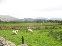 A Fine Herd of Sheep at Perthi © Eric Jones cc-by-sa/2.0 :: Geograph Britain and Ireland A Fine Herd of Sheep at Perthi... 