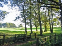 Oaks on the edge of pasture Alderholt... © Clive Perrin cc-by-sa/2.0 :: Geograph Britain and Ireland Oaks on the edge of pasture... 