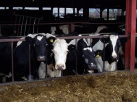 Beef cattle at Glan Aber Farm © Eirian Evans cc-by-sa/2.0 :: Geograph Britain and Ireland Beef cattle at Glan Aber Farm... 