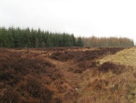 Plantation beside the... (C) Richard Webb :: Geograph Britain and Ireland Plantation beside the... (C) Richard Webb