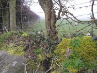 Mossy ditch © Kenneth  Allen :: Geograph Britain and Ireland Mossy ditch &copy; Kenneth  Allen