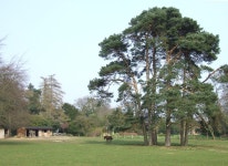 Pine Trees and Grazing, Gatacre Park,... © Roger Kidd cc-by-sa/2.0 :: Geograph Britain and Ireland Pine Trees and Grazing... 