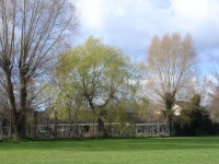 Willows - edge of the playing field © Judith Green cc-by-sa/2.0 :: Geograph Britain and Ireland Willows - edge of the playing... 