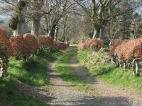 Track, Lamington House estate © Callum Black :: Geograph Britain and Ireland Track, Lamington House estate &copy; Callum Black