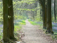 Path through West Woods near Marlborough © Brian Robert Marshall :: Geograph Britain and Ireland Path through West Woods near... 
