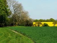 Bridleway and crops, near Clyffe Pypard © Brian Robert Marshall cc-by-sa/2.0 :: Geograph Britain and Ireland Bridleway and crops... 