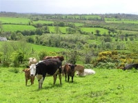 Cows at Ednamoghill Black (C) Kenneth  Allen :: Geograph Britain and Ireland Cows at Ednamoghill Black (C) Kenneth  Allen