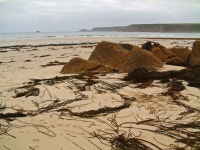 Seaweed at Sennen Cove © Mari Buckley cc-by-sa/2.0 :: Geograph Britain and Ireland Seaweed at Sennen Cove &copy; Mari Buckley cc... 