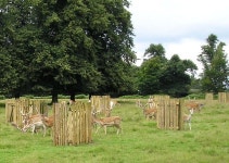 Deer in Dunham Park © ray blow :: Geograph Britain and Ireland Deer in Dunham Park &copy; ray blow