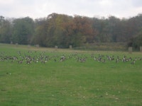 Autumnal Gathering: Canada Geese at... © Ben Croft cc-by-sa/2.0 :: Geograph Britain and Ireland Autumnal Gathering: Canada Geese... 