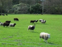 Grazing sheep at Torrisdale Castle © Johnny Durnan :: Geograph Britain and Ireland Grazing sheep at Torrisdale Castle... 