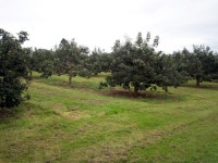 Orchard alongside the Grange Road,... (C) P Flannagan :: Geograph Britain and Ireland Orchard alongside the Grange Road,... (C) P... 