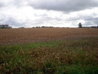 Ripening Grain ready for harvesting (C) P Flannagan :: Geograph Britain and Ireland Ripening Grain ready for harvesting (C) P... 