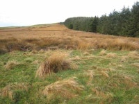 Moorland and plantation near Thorny... © Oliver Dixon cc-by-sa/2.0 :: Geograph Britain and Ireland Moorland and plantation near... 