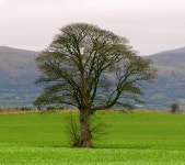 Tree near the Giants Ring, Belfast © Rossographer cc-by-sa/2.0 :: Geograph Britain and Ireland Tree near the Giants Ring... 