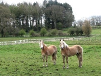 Paddocks at Oxnead Haflinger Stud © Evelyn Simak :: Geograph Britain and Ireland Paddocks at Oxnead Haflinger Stud &copy; Evelyn... 