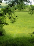 Field east of Willingdon Lane,... © Kevin Gordon cc-by-sa/2.0 :: Geograph Britain and Ireland Field east of Willingdon Lane,...... 