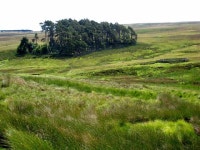 Plantation and sheepfold on Espy Sike © Oliver Dixon cc-by-sa/2.0 :: Geograph Britain and Ireland Plantation and sheepfold on... 