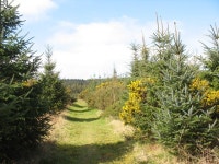 Tall whins and young pines on the forest... © Eric Jones :: Geograph Britain and Ireland Tall whins and young pines on the... 