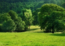Woodland Corner (C) Rod Trevaskus :: Geograph Britain and Ireland Woodland Corner (C) Rod Trevaskus