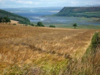 Barley field below Tullich © Julian Paren cc-by-sa/2.0 :: Geograph Britain and Ireland Barley field below Tullich &copy; Julian... 