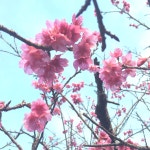 【2/4限定八重瀨櫻花祭】沖繩巴士一日遊，穿和服賞櫻花參加櫻花祭 - KKday 【2/4限定八重瀨櫻花祭】沖繩巴士一日遊，穿和服賞櫻花參加櫻花祭