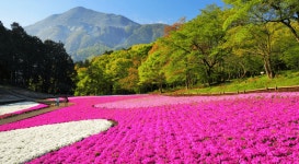 Tokyo Flower Day Tour: Hitsujiyama Park and Ashikaga Flower Park Great Wisteria Festival - KKday Tokyo Flower Day Tour... 