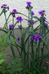 List 6 - Horticulture 324 with Nelson at Brigham Young University-Idaho - StudyBlue