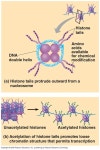 ch. 18 eukaryotic gene regulation - Molecular And Cell Biology 61 with Avila at Chaffey College - StudyBlue