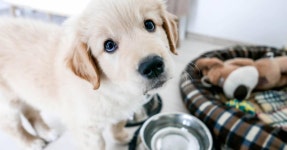 Dogs and Cats 기사 TOP 592 | Puppies, Pets, Dogs - Flipboard Dogs and Cats