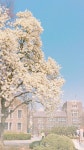 [정보] 연세대 휴대폰 배경화면 | 오르비 [정보] 연세대 휴대폰 배경화면 - 오르비