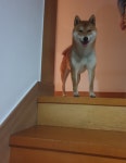 우리집 댕댕이 특징 | 오르비 우리집 댕댕이 특징 - 오르비