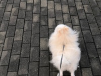 산책 다녀옴 | 오르비 산책 다녀옴 - 오르비