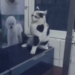 냥냥펀치 연습중.gif | 오르비 냥냥펀치 연습중.gif - 오르비