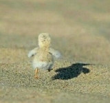 157일이면 고대가능? | 오르비 157일이면 고대가능? - 오르비