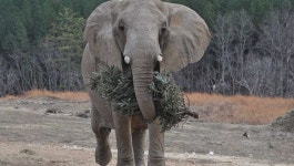 오르비언으로서 폭로합니다 | 오르비 오르비언으로서 폭로합니다  - 오르비