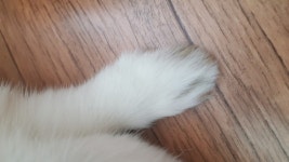 토끼발 | 오르비 토끼발 - 오르비
