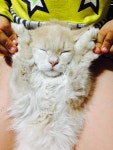 고양이랑 교대가기19일차 생일인증 - 오르비
