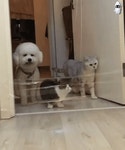 개와 고양이의 차이 | 오르비 개와 고양이의 차이 - 오르비