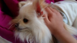 여러분의 멍멍이나 야옹이 구경시켜주세여!!! | 오르비 여러분의 멍멍이나 야옹이 구경시켜주세여!!! - 오르비