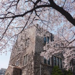 연대 벚꽃 구경하세요??????? | 오르비 연대 벚꽃 구경하세요??????? - 오르비