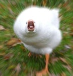 아 시발 거위한테 쫒겨남 | 오르비 아 시발 거위한테 쫒겨남 - 오르비