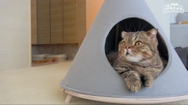 고양이 키우시는 분들 ... | 오르비 고양이 키우시는 분들 ... - 오르비