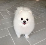 1일1댕 | 오르비 1일1댕 - 오르비