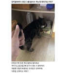 .양이 키우고 싶다 | 오르비 .양이 키우고 싶다 - 오르비