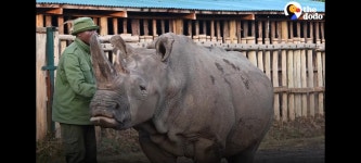 코뿔소도 은근 귀엽네 | 오르비 코뿔소도 은근 귀엽네 - 오르비