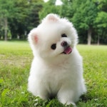 강아지는 너무 귀여워 ! | 오르비 강아지는 너무 귀여워 ! - 오르비