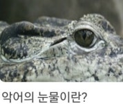 악어의 눈물이란? | 오르비 악어의 눈물이란? - 오르비
