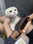 냥빨 대작전 | 오르비 냥빨 대작전 - 오르비